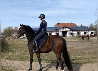 Oldenburger, Wallach, 5 Jahre, 173 cm, Brauner