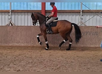 Oldenburger, Wallach, 5 Jahre, 173 cm, Brauner