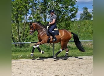 Oldenburger, Wallach, 5 Jahre, 173 cm, Brauner