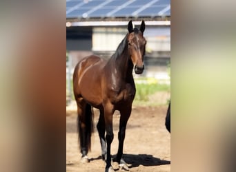 Oldenburger, Wallach, 5 Jahre, 173 cm, Dunkelbrauner