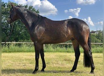 Oldenburger, Wallach, 5 Jahre, 173 cm, Dunkelbrauner