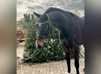 Oldenburger, Wallach, 5 Jahre, 173 cm, Dunkelbrauner