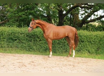 Oldenburger, Wallach, 5 Jahre, 173 cm, Fuchs