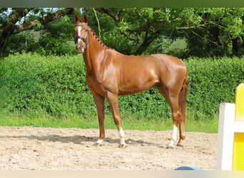 Oldenburger, Wallach, 5 Jahre, 173 cm, Fuchs