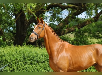 Oldenburger, Wallach, 5 Jahre, 173 cm, Fuchs