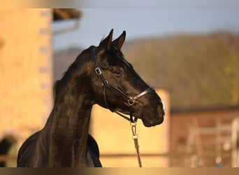 Oldenburger, Wallach, 5 Jahre, 173 cm, Rappe