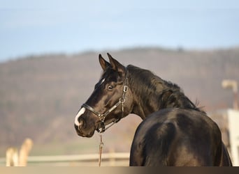 Oldenburger, Wallach, 5 Jahre, 173 cm, Rappe