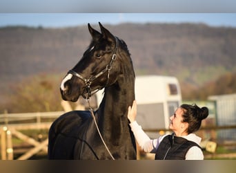 Oldenburger, Wallach, 5 Jahre, 173 cm, Rappe