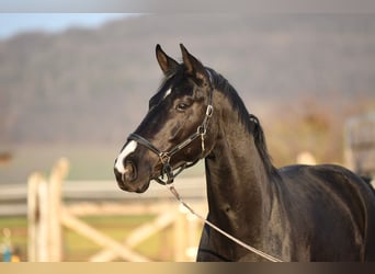 Oldenburger, Wallach, 5 Jahre, 173 cm, Rappe