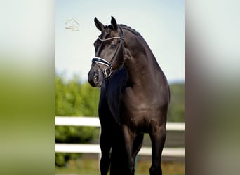Oldenburger, Wallach, 5 Jahre, 173 cm, Rappe