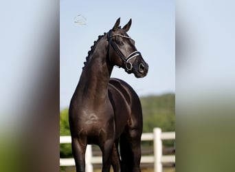 Oldenburger, Wallach, 5 Jahre, 173 cm, Rappe