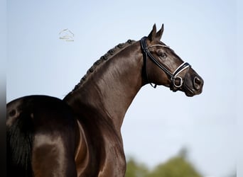Oldenburger, Wallach, 5 Jahre, 173 cm, Rappe