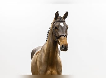 Oldenburger, Wallach, 5 Jahre, 174 cm, Brauner