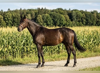 Oldenburger, Wallach, 5 Jahre, 174 cm