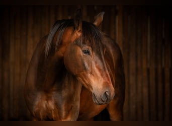 Oldenburger, Wallach, 5 Jahre, 174 cm, Dunkelbrauner
