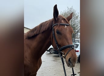 Oldenburger, Wallach, 5 Jahre, 174 cm, Fuchs