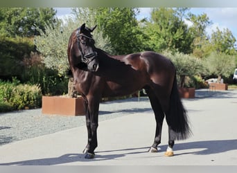 Oldenburger, Wallach, 5 Jahre, 174 cm, Rappe