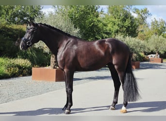 Oldenburger, Wallach, 5 Jahre, 174 cm, Rappe