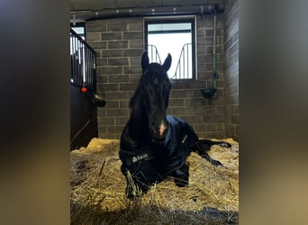 Oldenburger, Wallach, 5 Jahre, 174 cm, Rappe