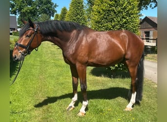 Oldenburger, Wallach, 5 Jahre, 175 cm, Brauner