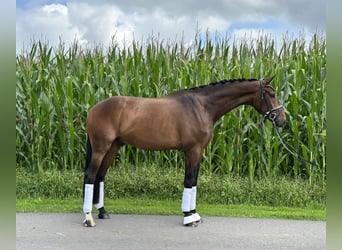 Oldenburger, Wallach, 5 Jahre, 175 cm, Brauner