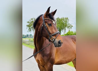 Oldenburger, Wallach, 5 Jahre, 175 cm, Dunkelbrauner