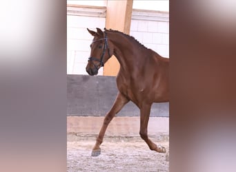 Oldenburger, Wallach, 5 Jahre, 175 cm, Dunkelfuchs