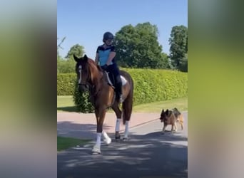 Oldenburger, Wallach, 5 Jahre, 175 cm, Fuchs