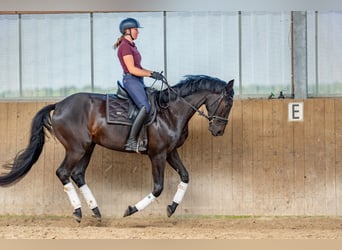 Oldenburger, Wallach, 5 Jahre, 175 cm, Schwarzbrauner