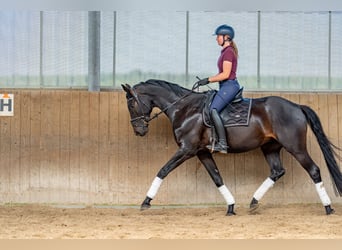 Oldenburger, Wallach, 5 Jahre, 175 cm, Schwarzbrauner