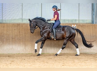 Oldenburger, Wallach, 5 Jahre, 175 cm, Schwarzbrauner