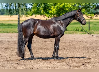 Oldenburger, Wallach, 5 Jahre, 175 cm, Schwarzbrauner