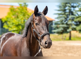 Oldenburger, Wallach, 5 Jahre, 175 cm, Schwarzbrauner