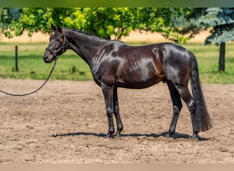 Oldenburger, Wallach, 5 Jahre, 175 cm, Schwarzbrauner