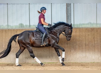 Oldenburger, Wallach, 5 Jahre, 175 cm, Schwarzbrauner