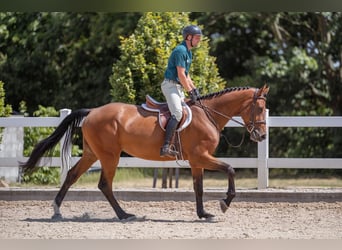Oldenburger, Wallach, 5 Jahre, 175 cm
