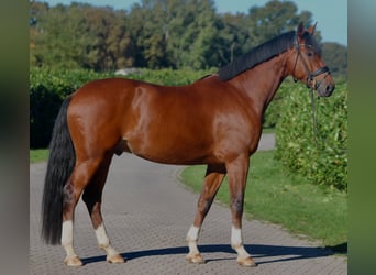 Oldenburger, Wallach, 5 Jahre, 176 cm, Brauner
