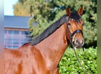 Oldenburger, Wallach, 5 Jahre, 176 cm, Brauner