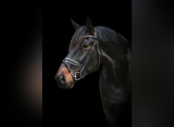 Oldenburger, Wallach, 5 Jahre, 176 cm, Dunkelbrauner