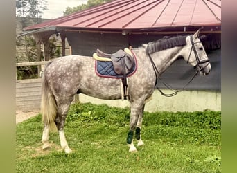 Oldenburger, Wallach, 5 Jahre, 177 cm, Apfelschimmel