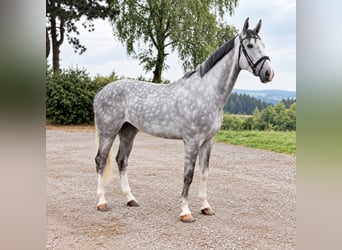 Oldenburger, Wallach, 5 Jahre, 177 cm, Apfelschimmel