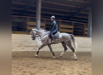 Oldenburger, Wallach, 5 Jahre, 177 cm, Apfelschimmel