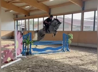 Oldenburger, Wallach, 5 Jahre, 177 cm, Apfelschimmel