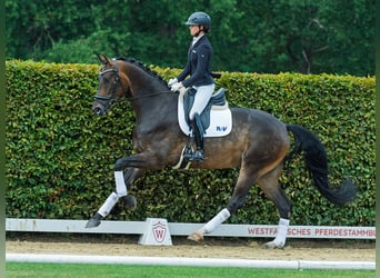 Oldenburger, Wallach, 5 Jahre, 177 cm, Brauner