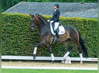 Oldenburger, Wallach, 5 Jahre, 177 cm, Brauner