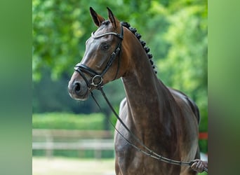 Oldenburger, Wallach, 5 Jahre, 177 cm, Brauner