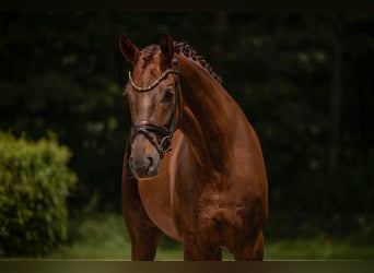 Oldenburger, Wallach, 5 Jahre, 177 cm, Dunkelfuchs