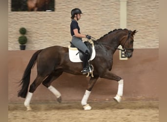 Oldenburger, Wallach, 5 Jahre, 177 cm, Dunkelfuchs