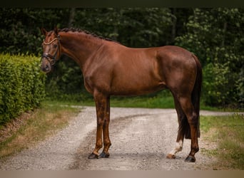 Oldenburger, Wallach, 5 Jahre, 177 cm, Dunkelfuchs