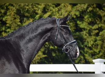 Oldenburger, Wallach, 5 Jahre, 177 cm, Rappe